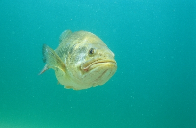 Photo #1730, photographer Eric Engbretson - underwater photography